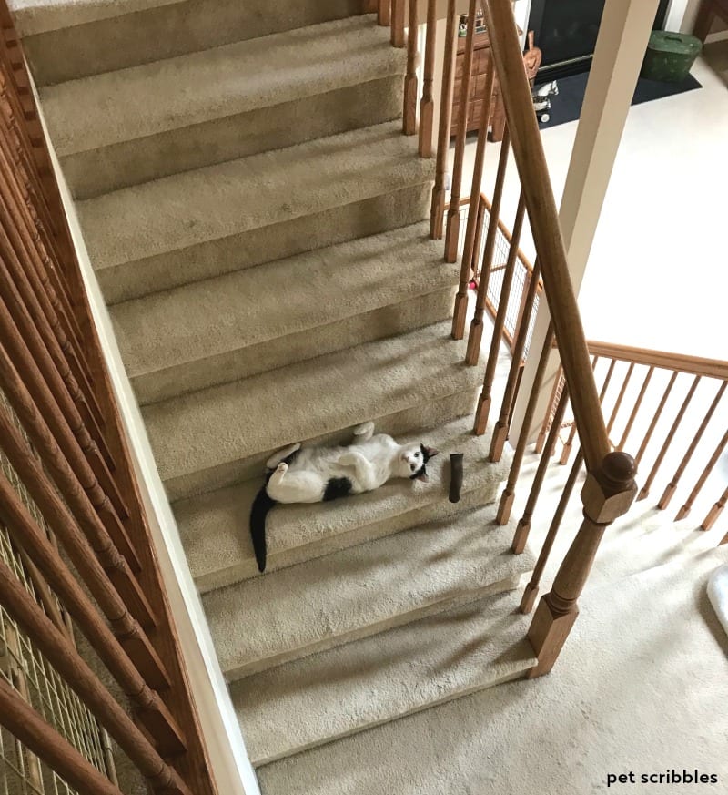 Ivan belly up on the stairs with a toy