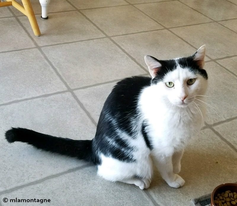 Ivan, a black and white rescue kitty looking directly at the camera