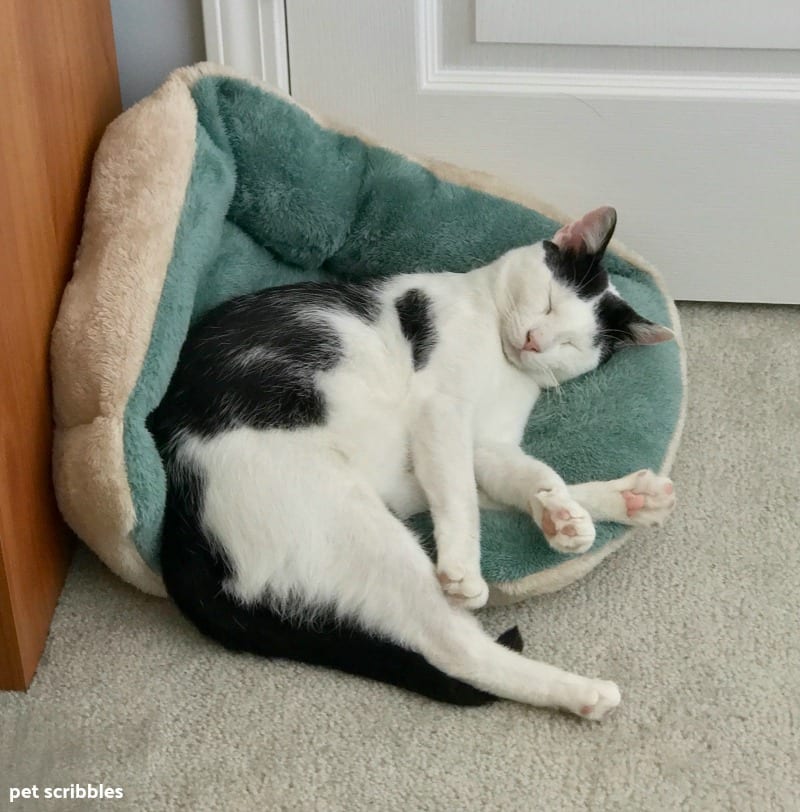 Ivan sleeping in his bed, half falling out of it