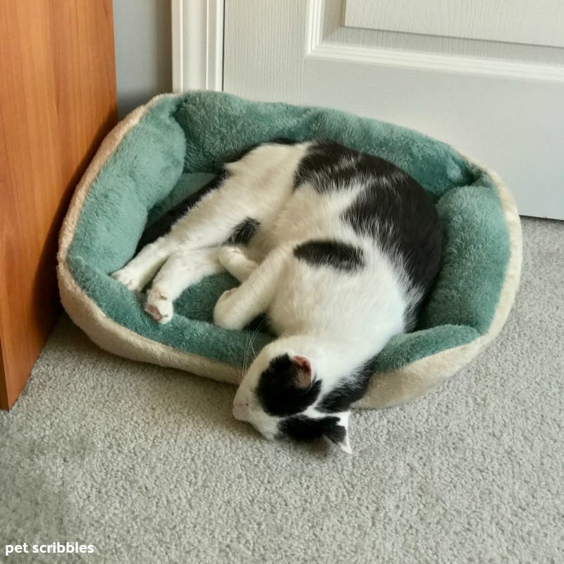 Ivan sleeping with his head slumped out of his kitty bed