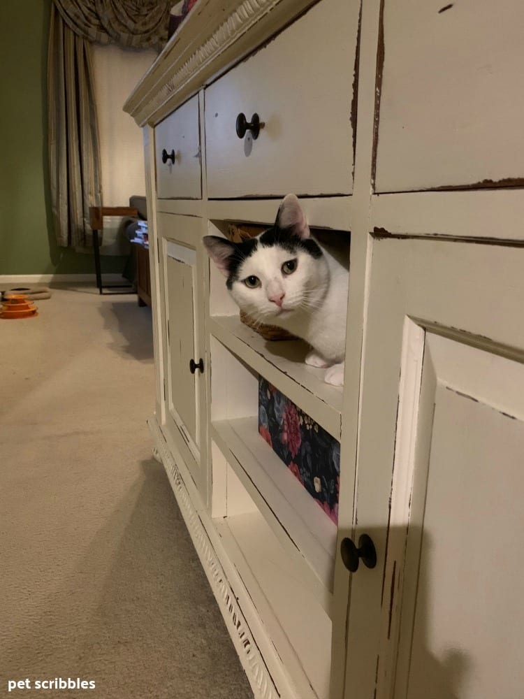 Ivan peeking out of the furniture