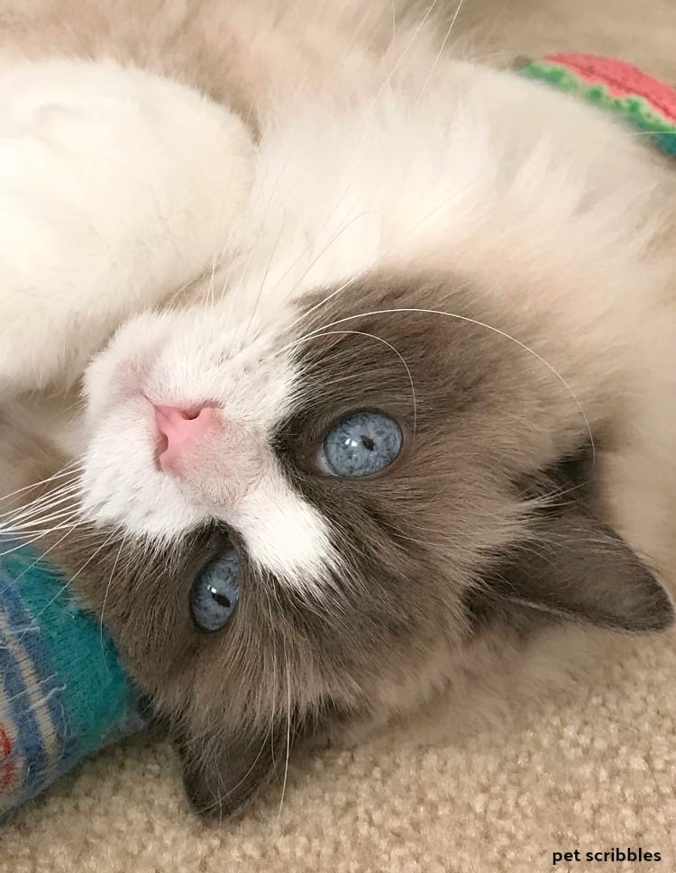 Lulu the cat upside down looking at me