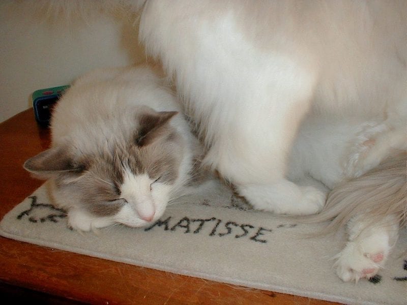 Matisse the cat and his mat