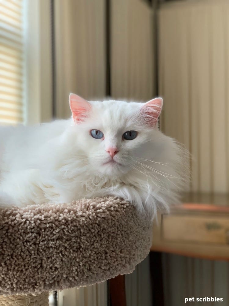 Otto the white ragdoll who is deaf