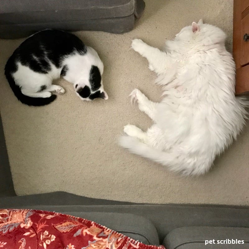 Otto and Ivan snoozing together on the floor