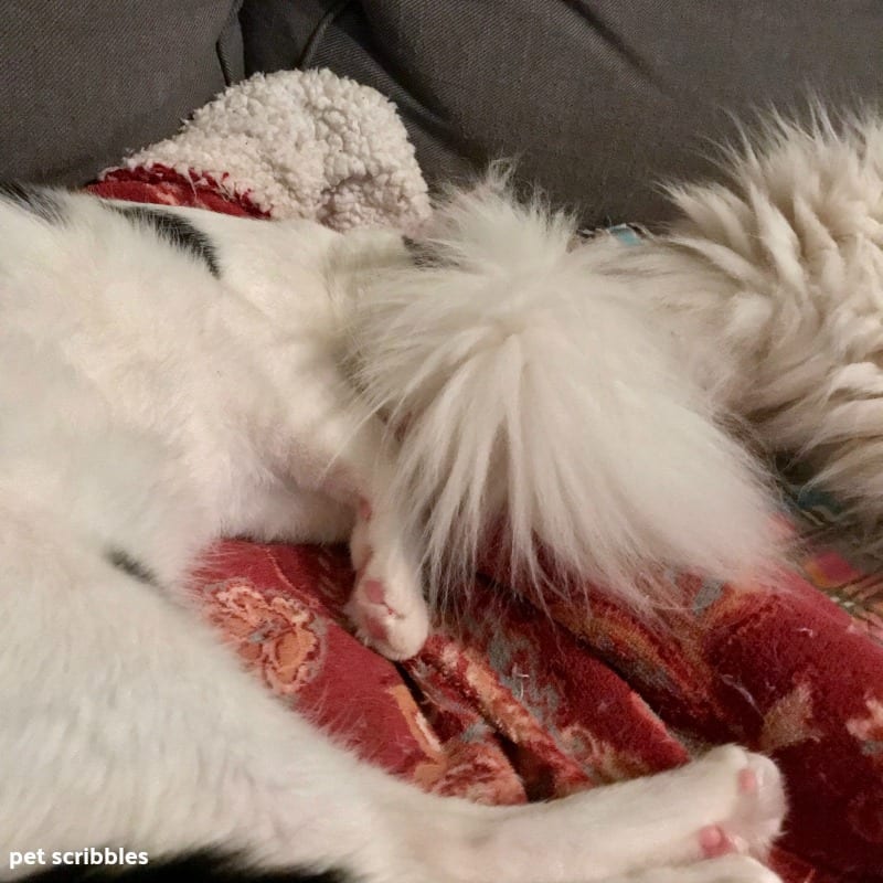 Otto's fluffy tail in Ivan's face while Ivan is asleep
