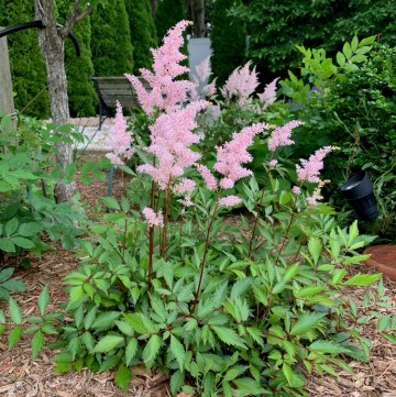 pink flowers of Peach Blossom Astilbe