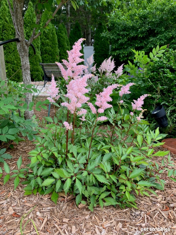 pink flowers of Peach Blossom Astilbe