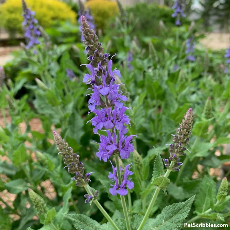 blue salvia in backyard garden