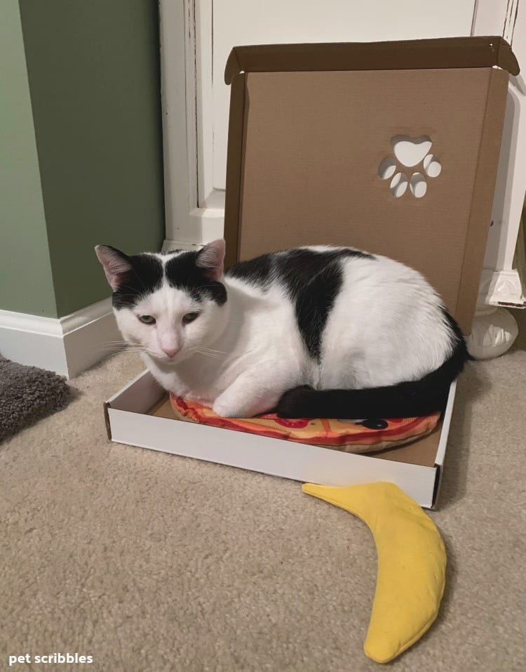 catnip pizza toy