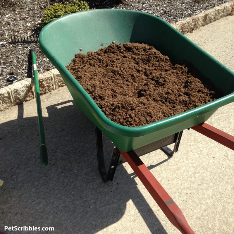 composted cow manure in wheelbarrow