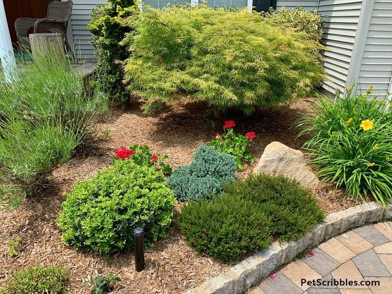 front entrance bed in early June 2019, with fresh mulch and composted cow manure