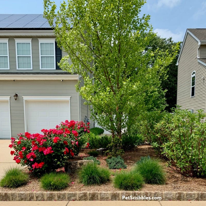 front yard garden in early June 2019, with fresh mulch and composted cow manure added