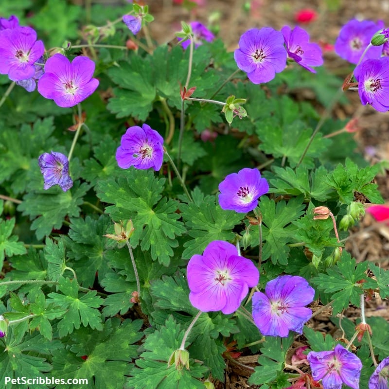 geranium rozanne flowers