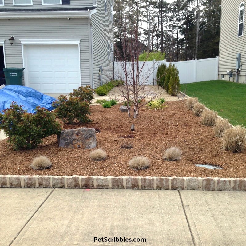 large garden bed in early Spring with fresh mulch added over composted cow manure