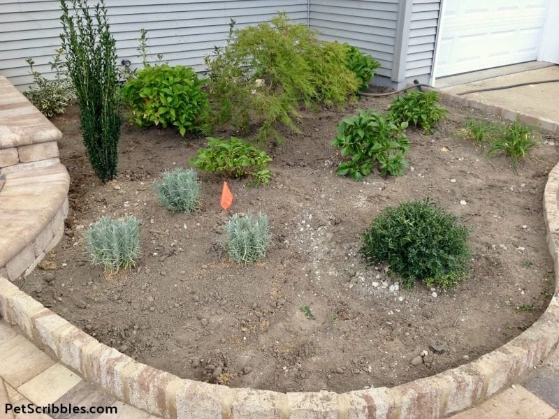 newly constructed garden bed with small plants