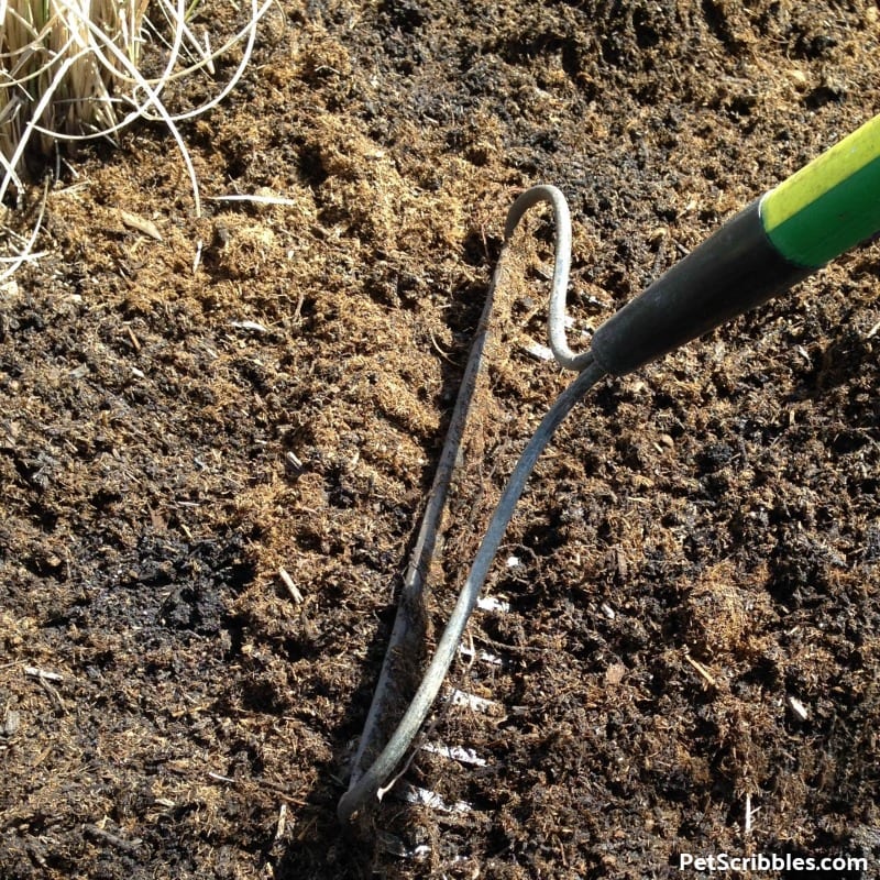 raking Black Kow composted cow manure into the soil