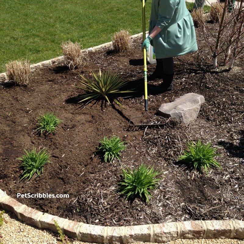 raking new garden soil into an existing garden bed