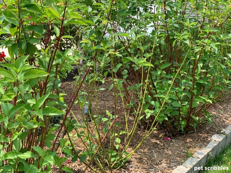 Red Twig Dogwoods planted with Yellow Twig Dogwoods in a garden bed