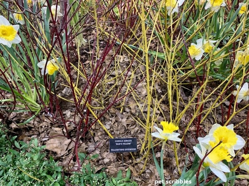 red and yellow twigs with daffodils