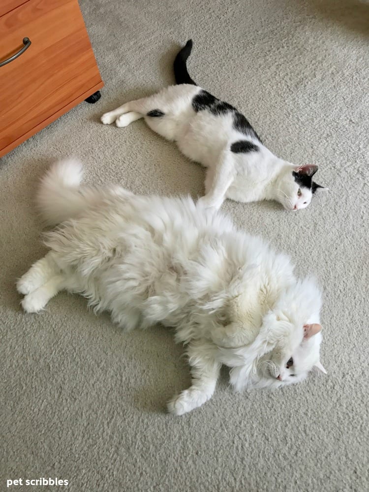 two cats on floor mirroring each other