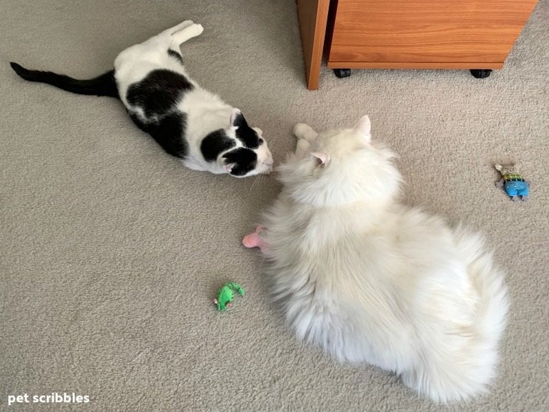 two cats with their toys on the floor