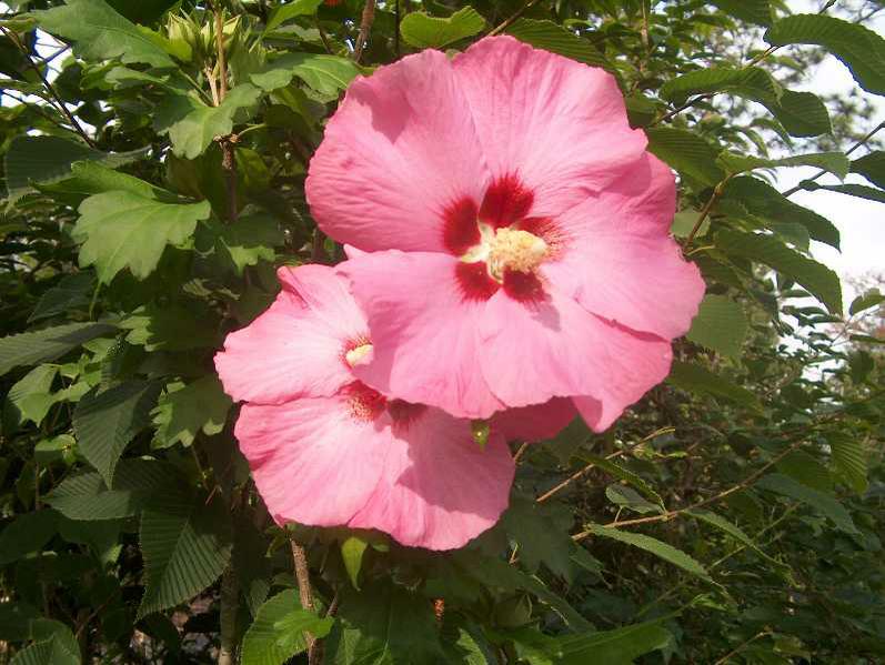 pink ruffled flowers of Aphrodite Rose of Sharon