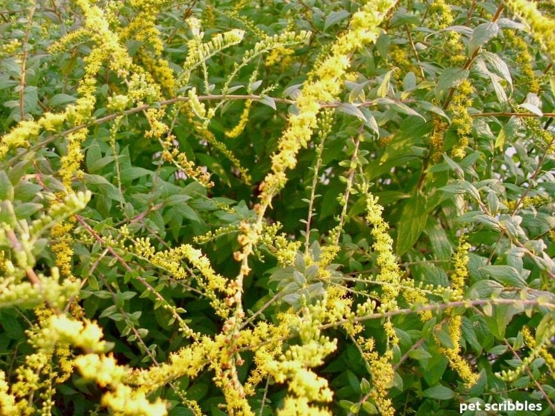 Close up view of Fireworks Goldenrod yellow flowers