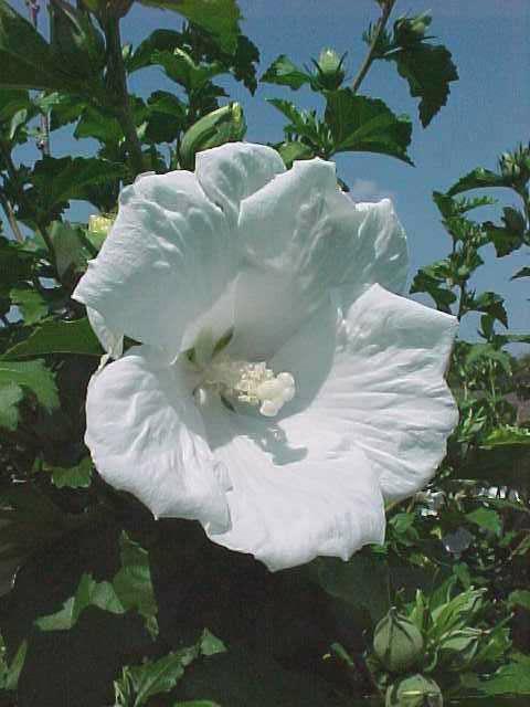white flower of Diana Rose of Sharon plant
