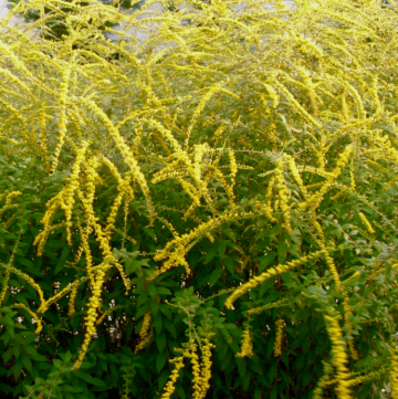 Fireworks Goldenrod