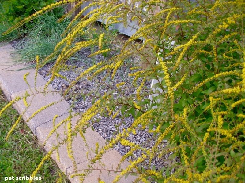 Fireworks Goldenrod in bloom