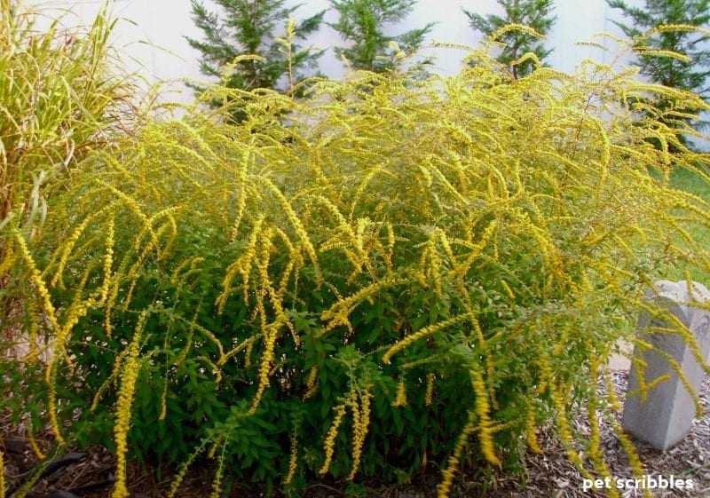 Fireworks Goldenrod blooming in early Fall