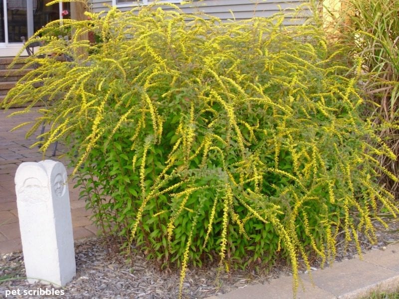 Fireworks Goldenrod in full bloom