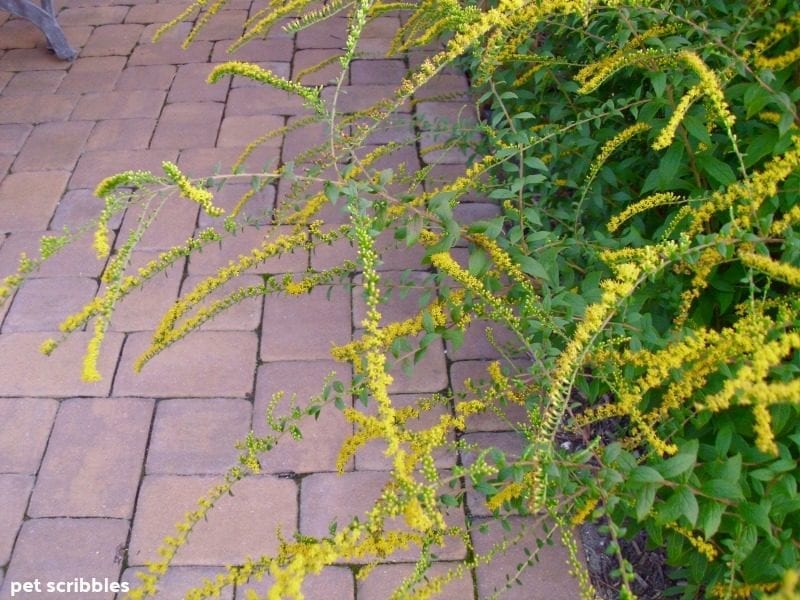 Fireworks Goldenrod yellow flowers