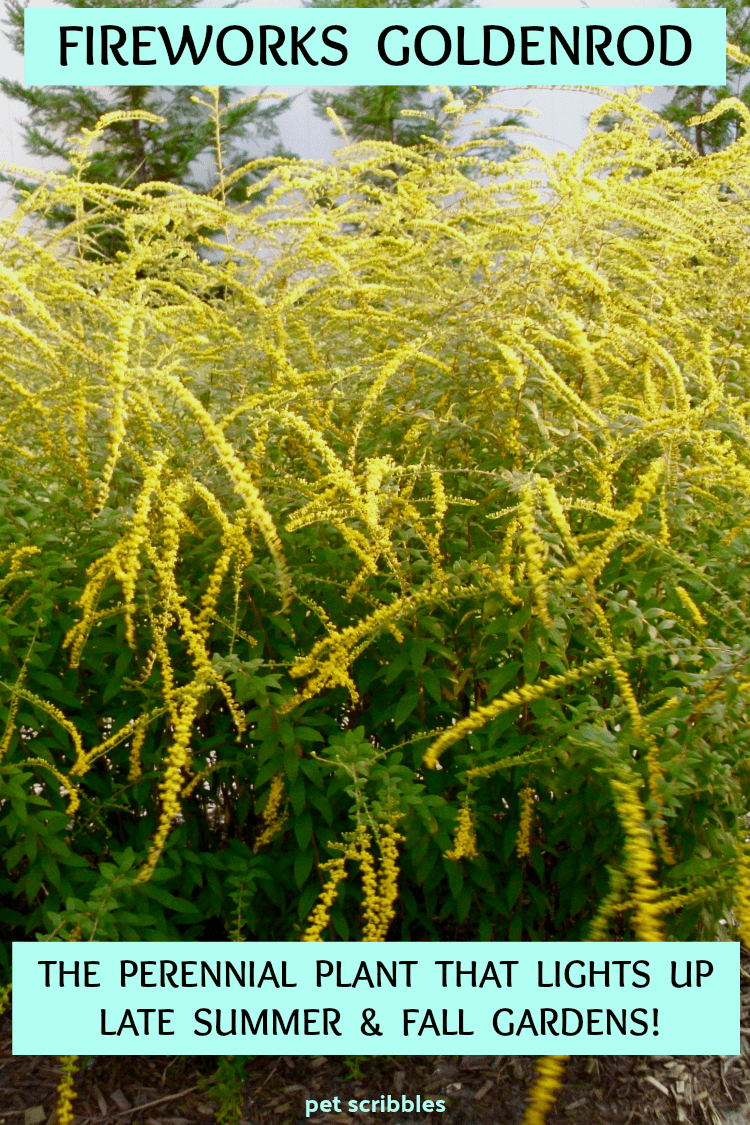 Fireworks Goldenrod