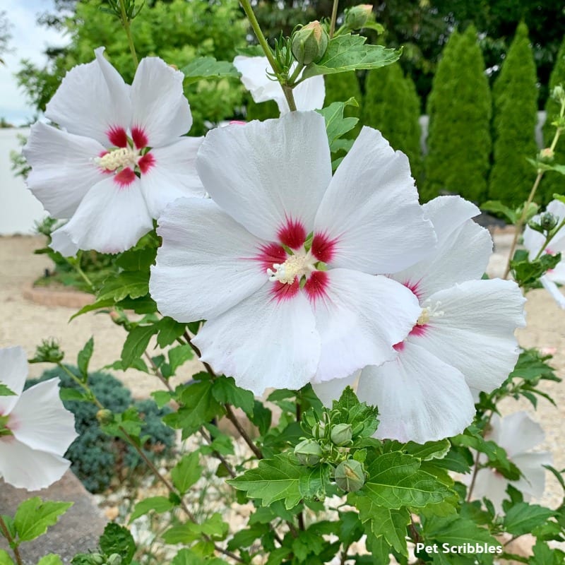 Helene Rose of Sharon white ruffled flowers