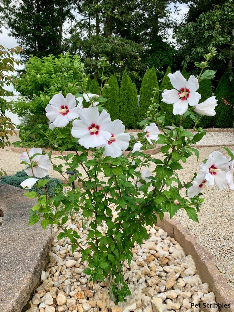 Helene Rose of Sharon in full bloom with white flowers