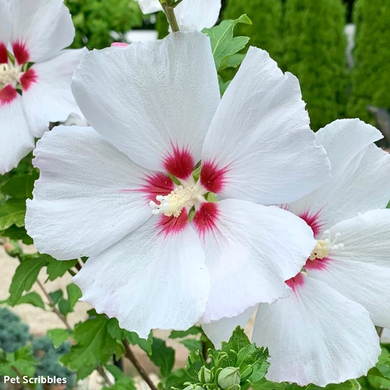 Helene Rose of Sharon white ruffled flowers with red eye