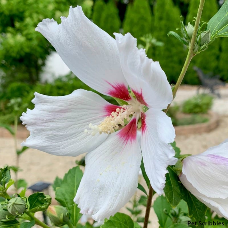 Helene Rose of Sharon white ruffled petals with red eye