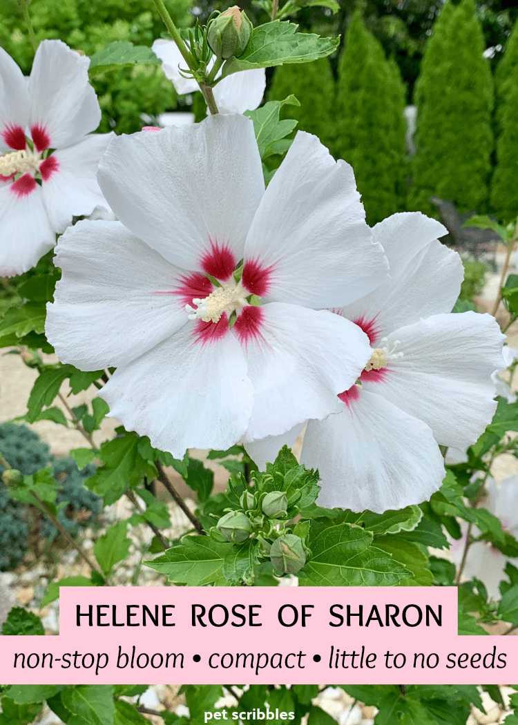 Helene Rose of Sharon with lovely non-stop white ruffled blooms