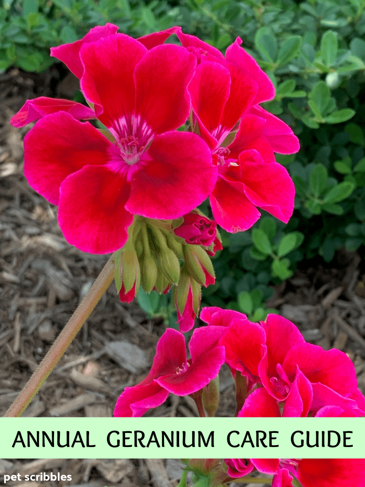 How to Grow Annual Geraniums Guide
