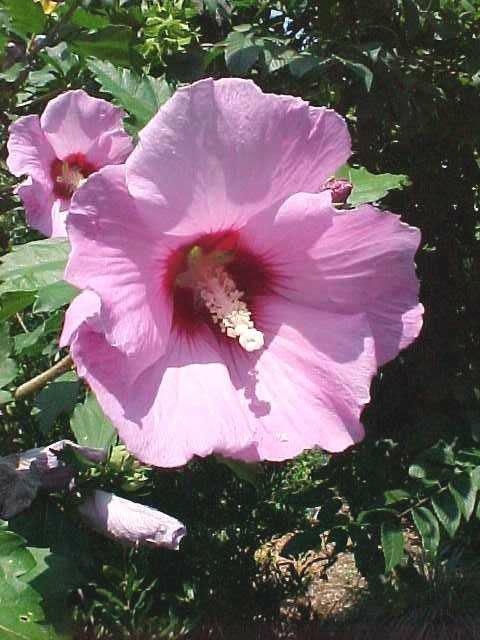 lavender ruffled flowers of Minerva Rose of Sharon