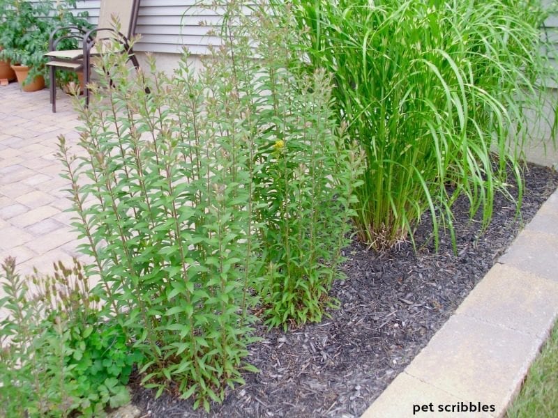 Fireworks Goldenrod plants in early Summer, one year after planting.