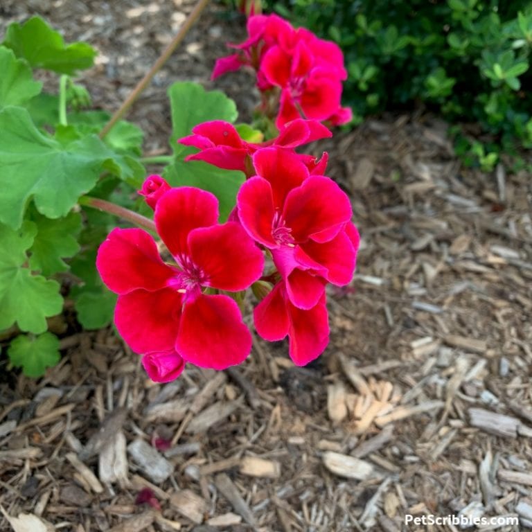 Geranium Care — How to Grow Annual Geraniums - Garden Sanity by Pet ...