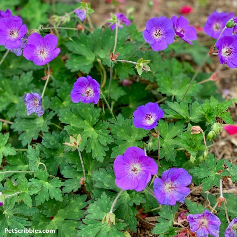 purple blue flowers of perennial geranium rozanne