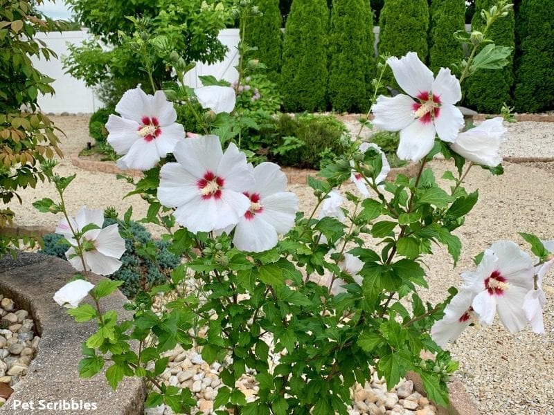 Helene Rose of Sharon in full bloom with white flowers