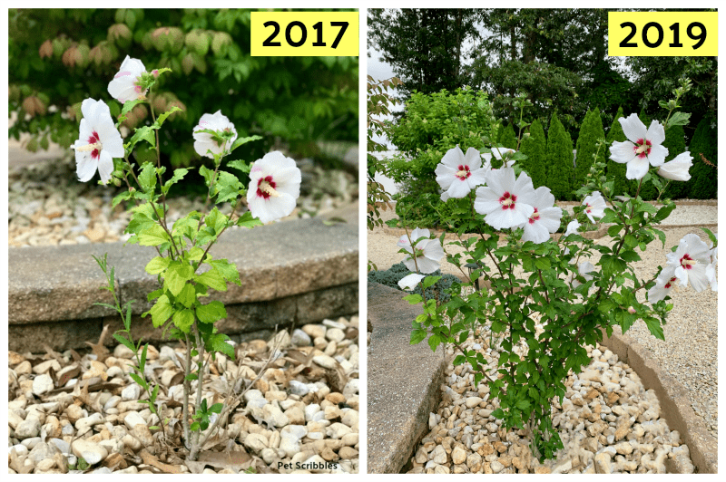 Helene Rose of Sharon size comparison over two years