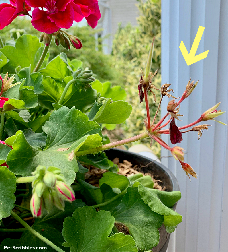 dead geranium flower