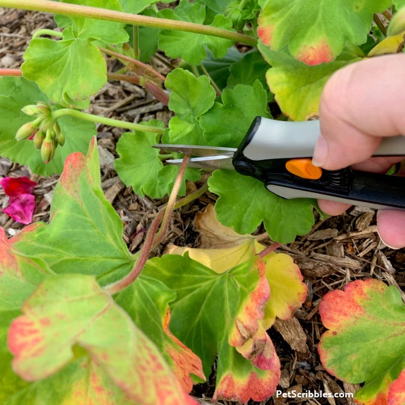 showing how to prune geraniums