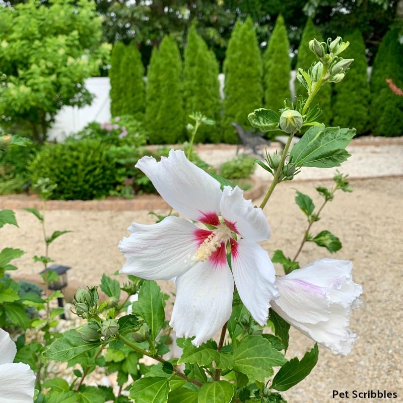 white flowers of Helene Rose of Sharon